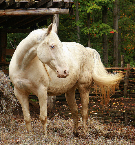 Horse in Canada