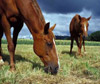 A horse eating hay