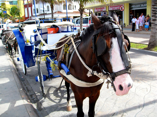 Caribbean Taxi Horse and carriage waiting