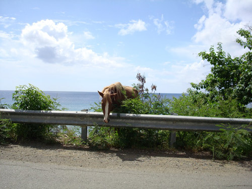 Going my way? Horse standing on the side of a road
