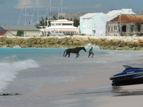 Refreshing Man leading horse out of the ocean