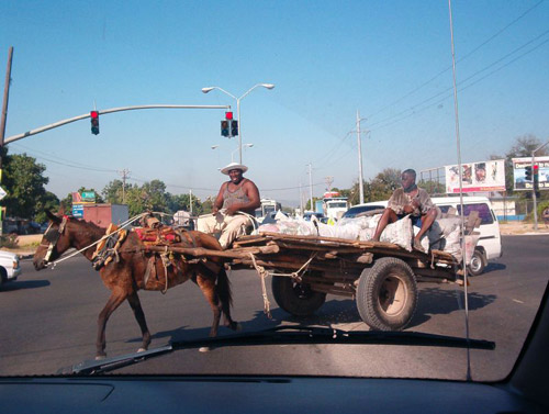 Jamacian Traffic Jam Man driving horse cart on the street