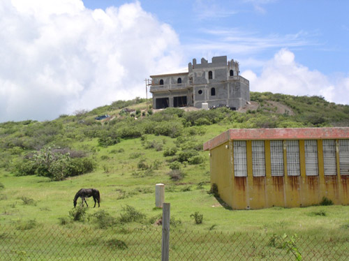 Horse grazing in Caribbean Horse grazing in Caribbean