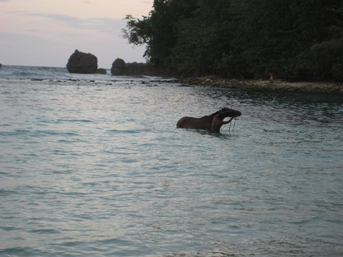 Man and horse in the ocean Man and horse in the ocean