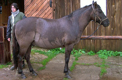 Carpathian Pony