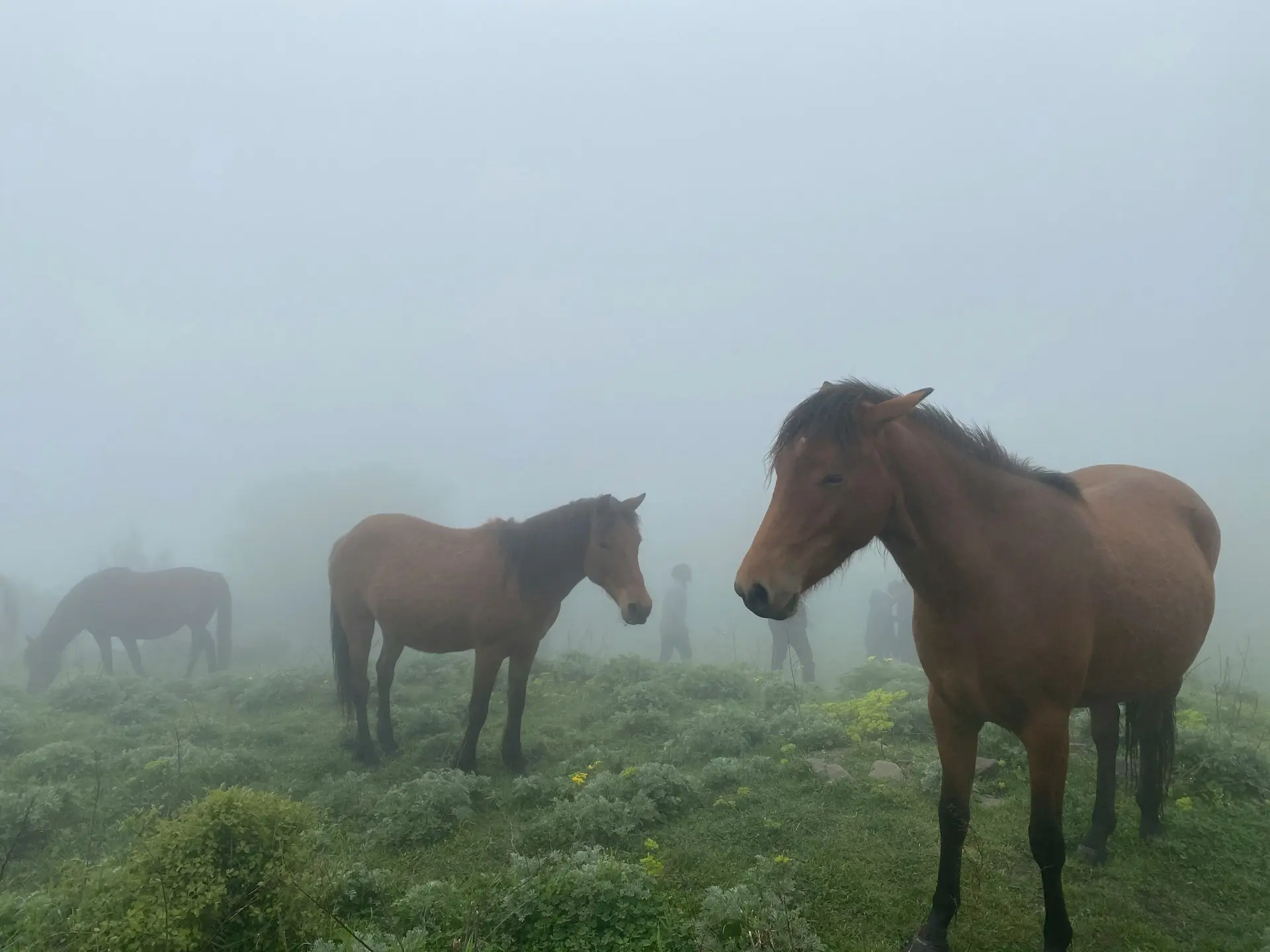 Caspian Horse