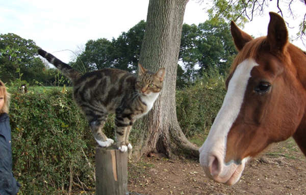 Cat & Horse