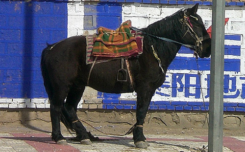 Chaidamu Pony