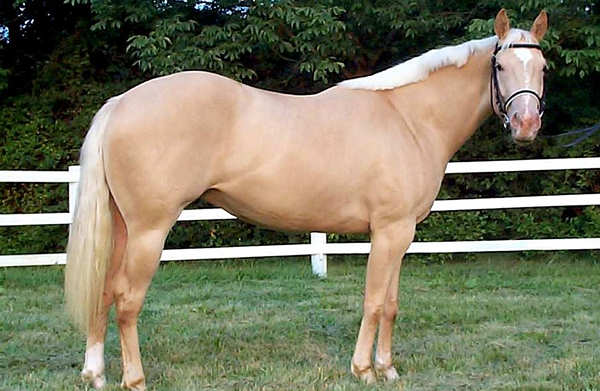 Gold Champagne Horse