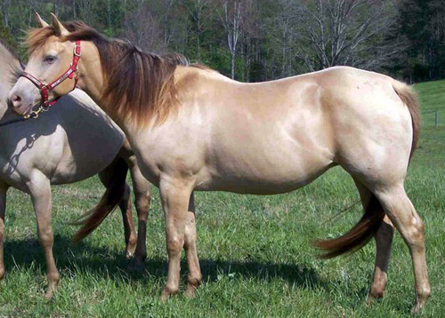 Champagne Horse Champagne Horse