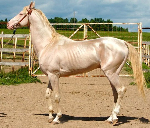 Ivory Champagne Horse Ivory Champagne Horse