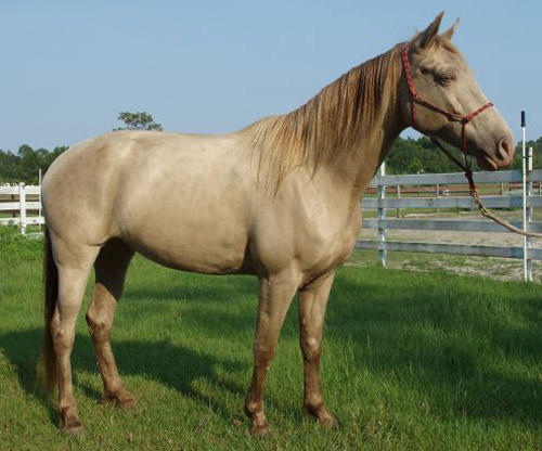 Champagne horse color