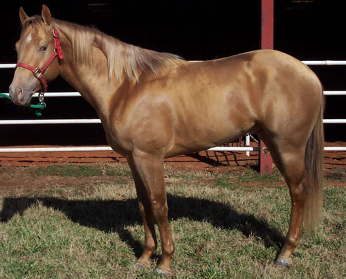 Champagne Horse Champagne Horse
