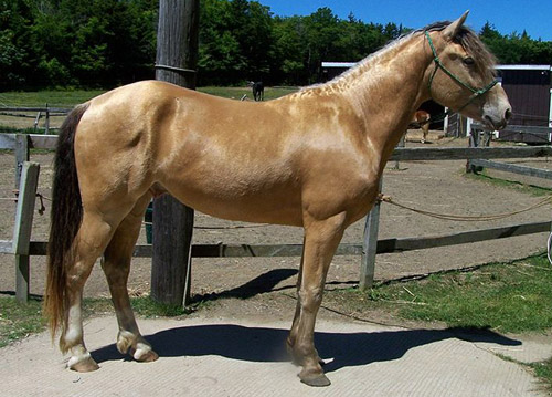 Amber Champagne Horse