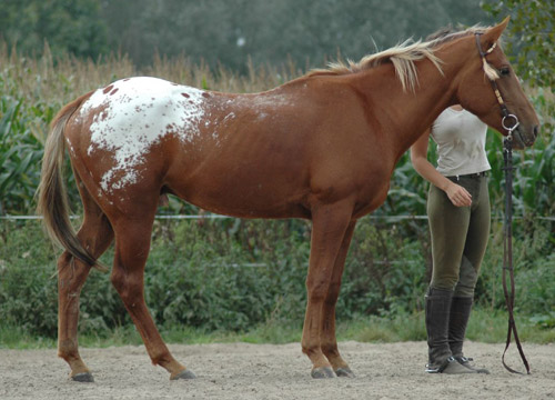 Chestnut Appaloosa Horse