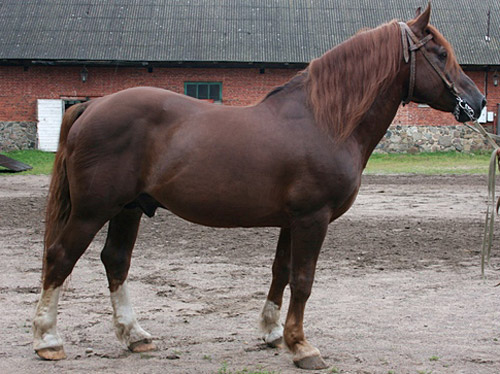 Liver Chestnut Horse