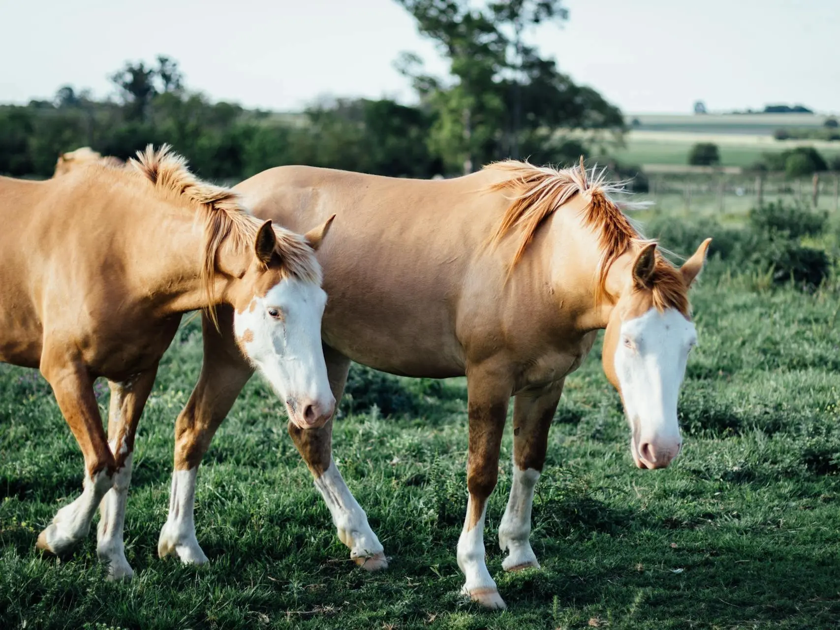 Two splashed white pintos