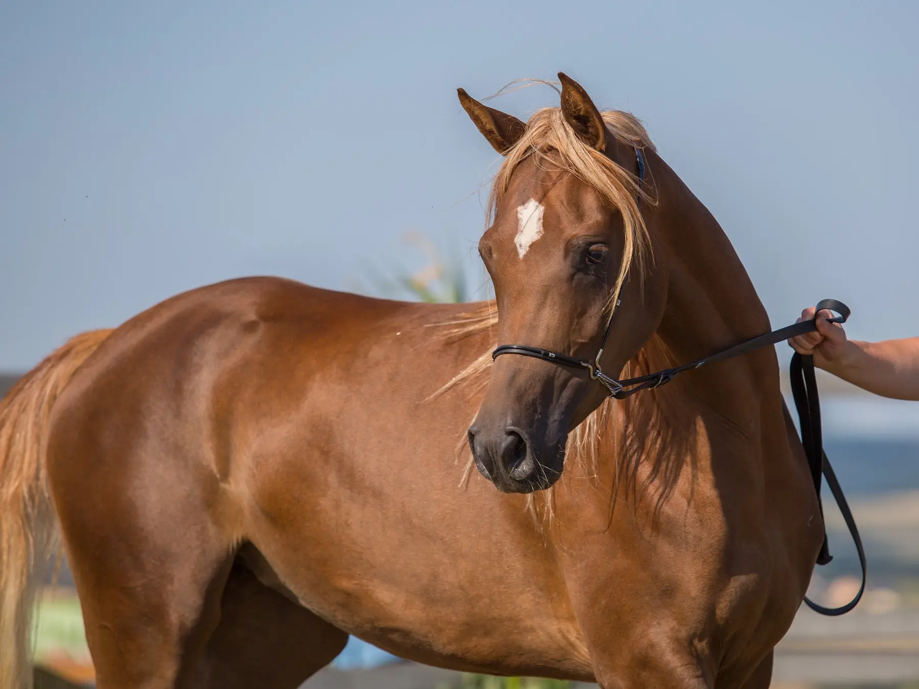 Chestnut Arabian horse