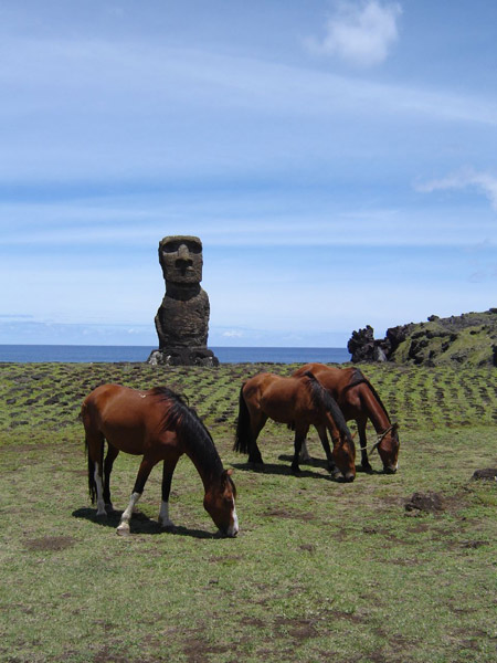 Horses grazing on Easter Island