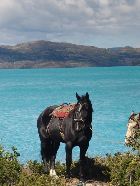 Horses in Patagonia