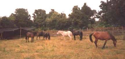 Chilote Pony