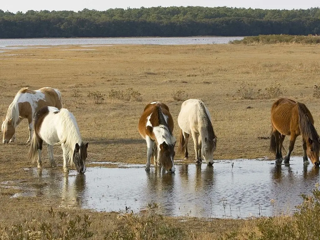 Assateague - Chincoteague Pony