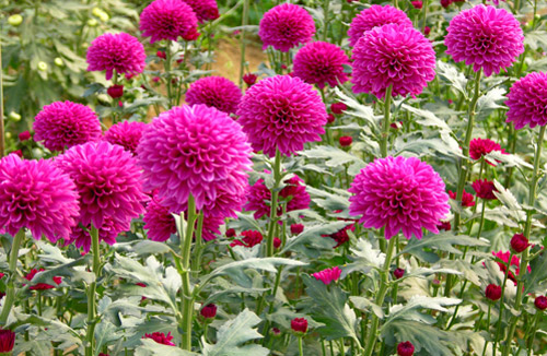 Chrysanthemum