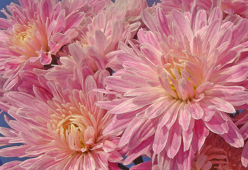 Chrysanthemum