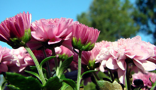 Chrysanthemum
