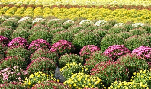 Chrysanthemum