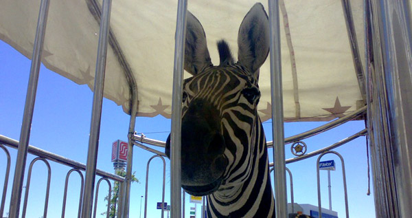 Circus Zebra