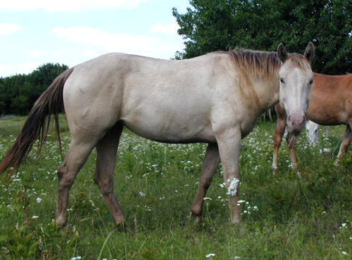 Classic Champagne Horse Classic Champagne Horse