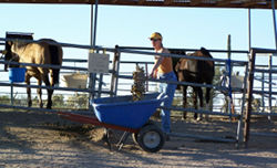 Piles of manure in front of horse stalls