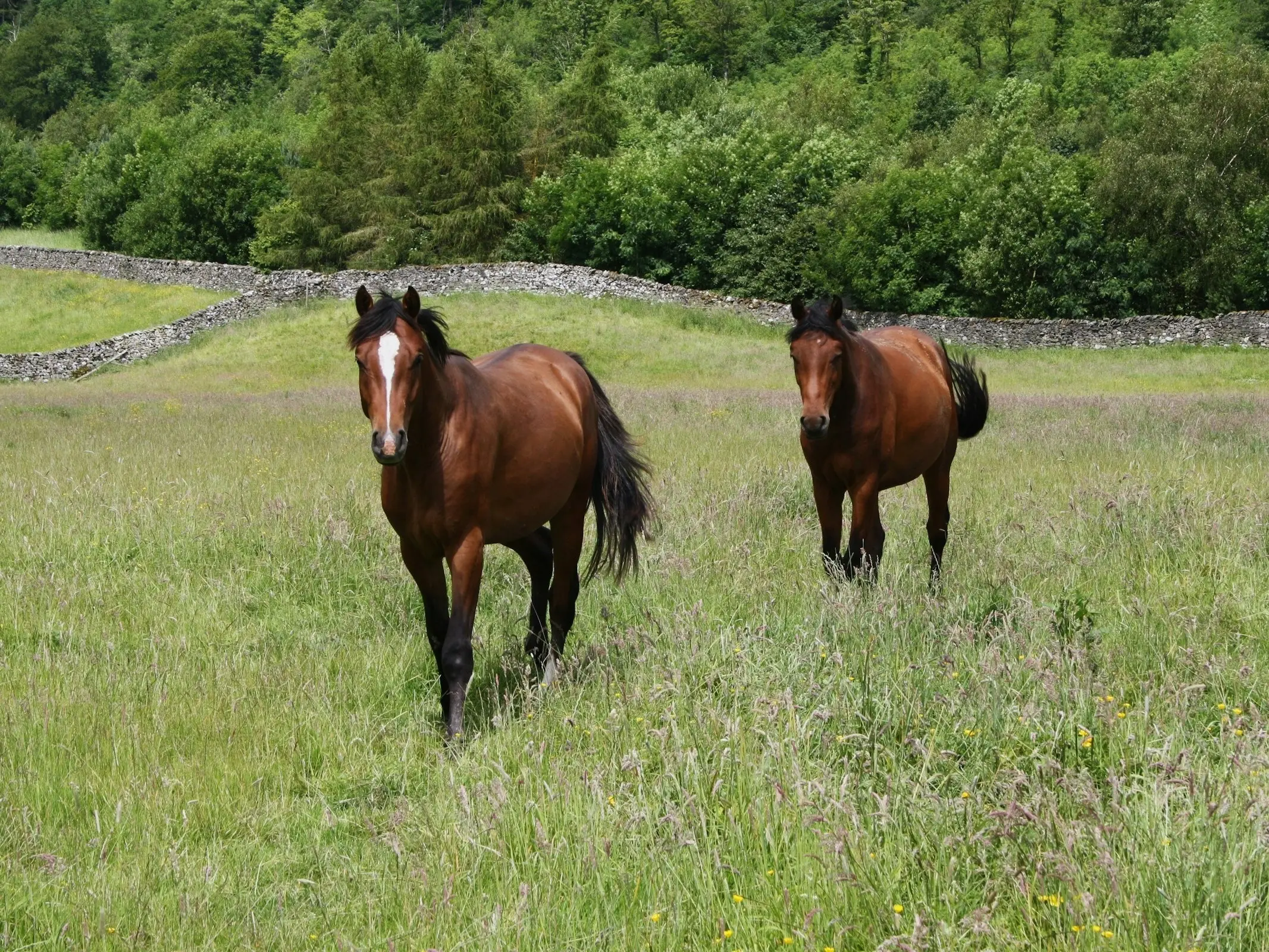 Cleveland Bay Horse