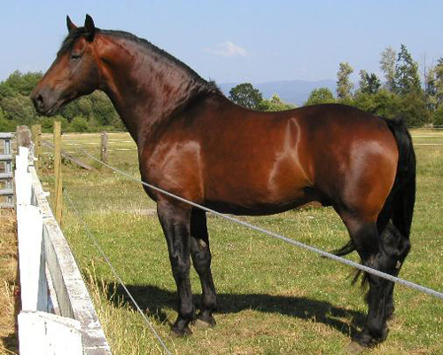 Cleveland Bay Horse Cleveland Bay Horse