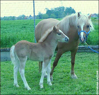 Cloned horse and foal