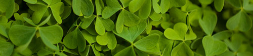 Irish Clover