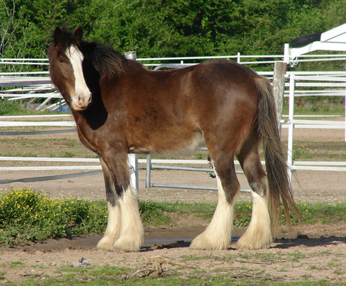Clydesdale Horse Clydesdale Horse