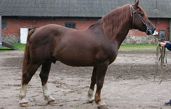 Liver Chestnut Horse