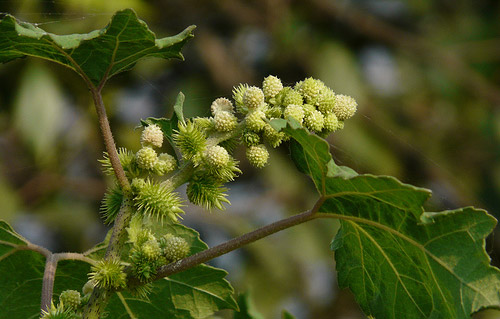 Cocklebur