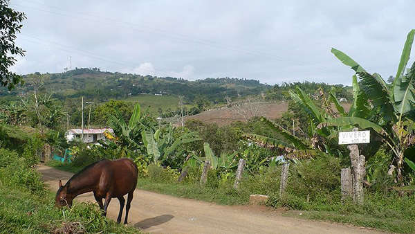 Horse in Colombia