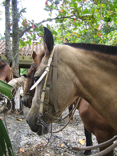Horses in Colombia