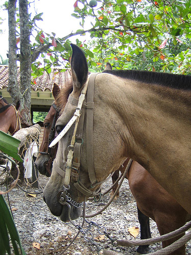 Horses in Colombia Horses in Colombia