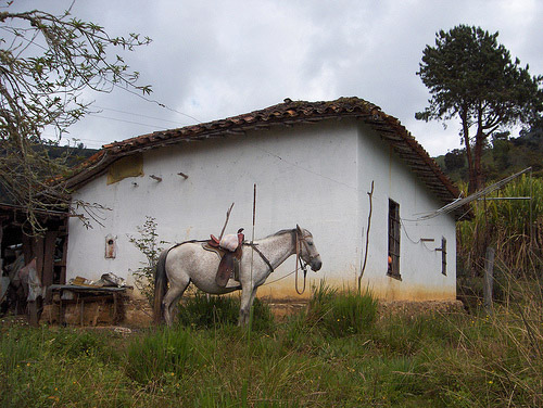 Horse in Colombia Horse in Colombia