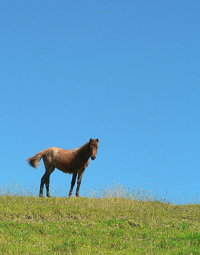 Horse in Colombia