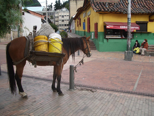 Horse in Colombia Horse in Colombia