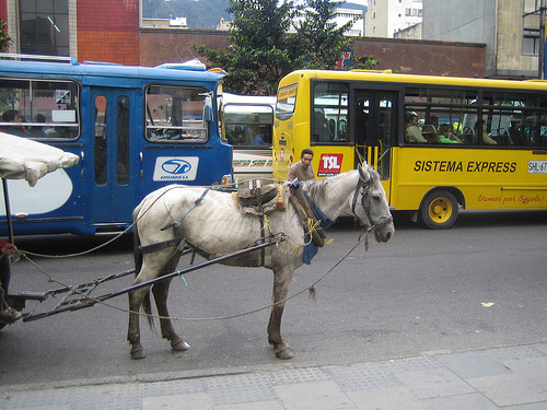 Donkey in Colombia