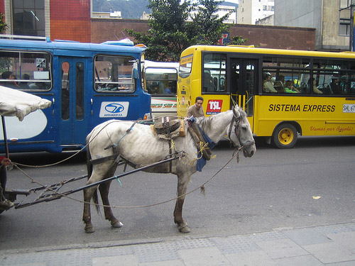 Donkey in Colombia Donkey in Colombia