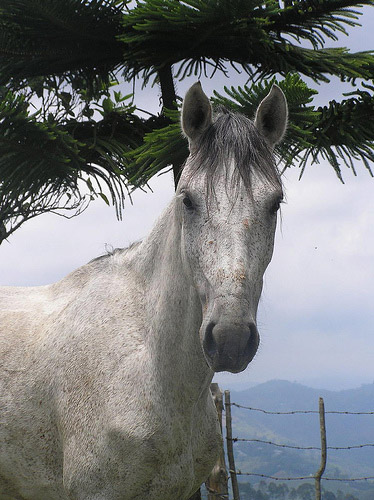 Horse in Colombia Horse in Colombia