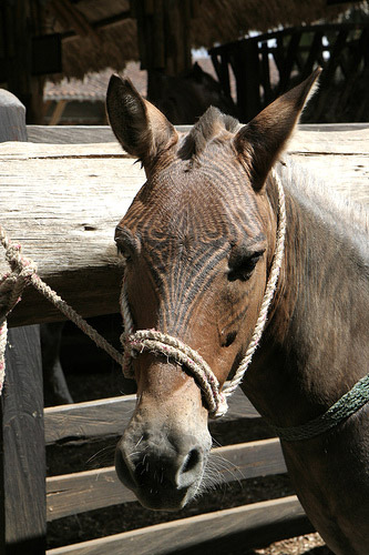 Mule in Colombia